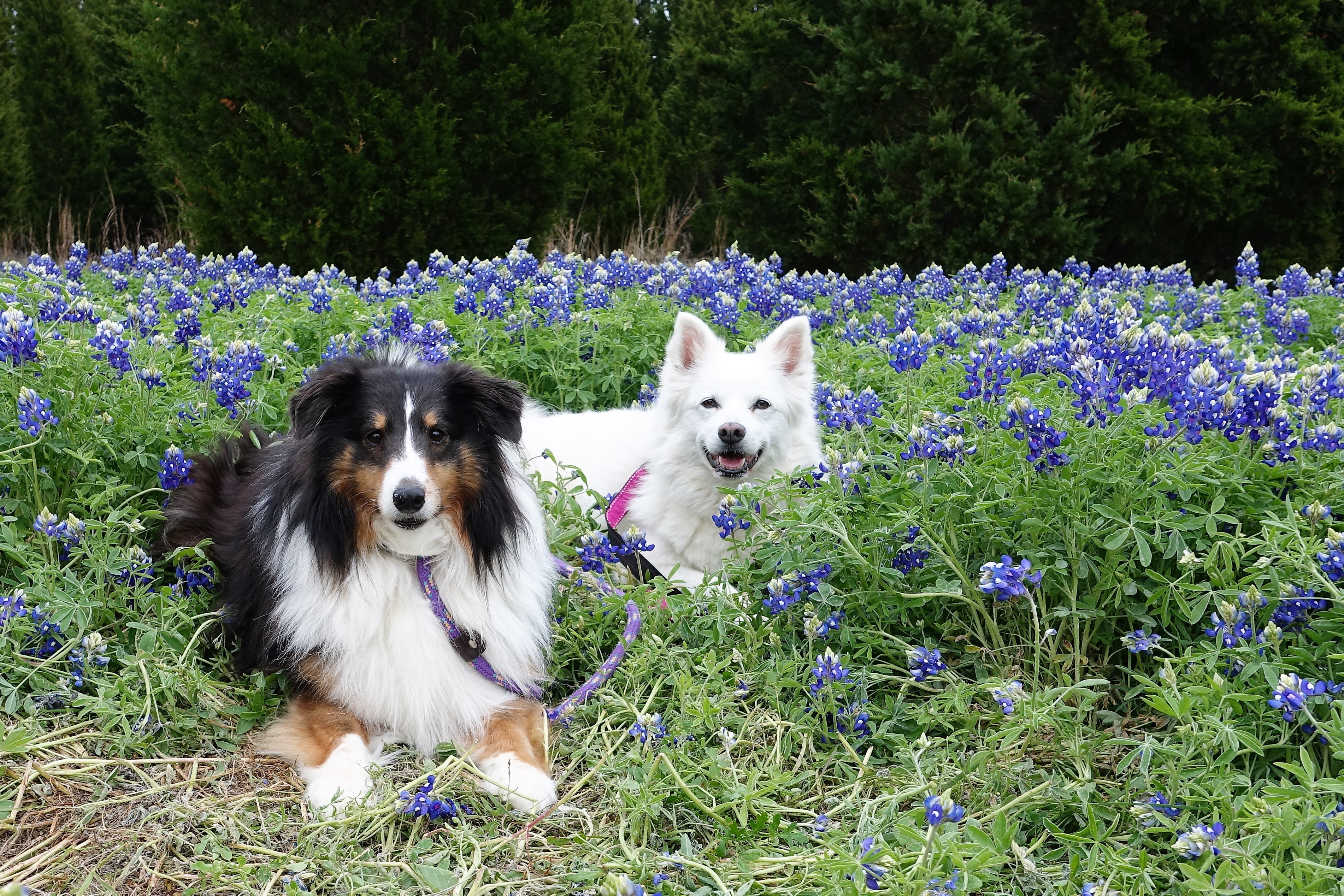 Donna's dogs, Barney and Cotton.