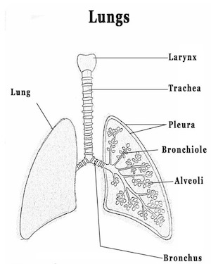 Anatomy of lungs